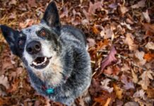 Cão é atacado pelo tutor com uma roçadeira em Colorado do Oeste