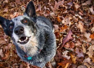 Cão é atacado pelo tutor com uma roçadeira em Colorado do Oeste