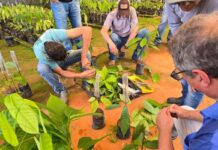 Prefeitura abre credenciamento para distribuição de mudas de cacau