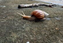 Espigão do Oeste: Equipe de vigilância sanitária está monitorando e orientando população sobre proliferação do caramujo africano