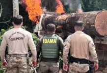 PF, Funai, Ibama e Exército atuam contra desmatamento em área protegida de Rondônia