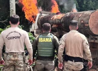 PF, Funai, Ibama e Exército atuam contra desmatamento em área protegida de Rondônia