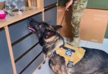 Operação nacional contra abuso infantil cumpre mandado em Porto Velho e 159 em todos os estados