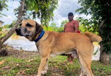 Nazaré vira exemplo de cuidado animal