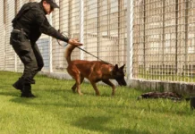 Cães treinados do Grupo de Ações Penitenciárias fortalecem atuação na segurança prisional