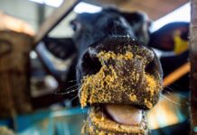 Alero no Agro: produção leiteira cresce com mecanização no campo em Vale do Anari