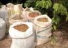 Governo do estado apresenta o alto nível do café Robusta Amazônico na 13ª Rondônia Rural Show Internacional