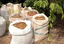Governo do estado apresenta o alto nível do café Robusta Amazônico na 13ª Rondônia Rural Show Internacional