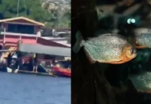 Tragédia: homem morre afogado e tem corpo devorado por piranhas em Iranduba; veja vídeo