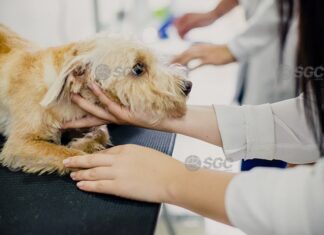 Exercício ilegal da medicina veterinária passa a ser crime no Brasil