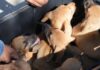 Feira de adoção animal em Porto Velho acontece neste domingo na Rua do Hexa; veja como participar
