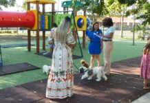 Fogos durante a Copa exigem cuidados especiais para proteger cães e gatos
