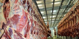 Carne bovina supera soja e lidera exportações de Rondônia em maio