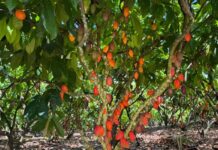 Inscrições para 6º Concurso de Qualidade e Sustentabilidade do Cacau de Rondônia são prorrogadas até 3 de julho