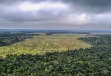 Governo cria novo Parque Nacional em Rondônia para proteger Amazônia e Cerrado
