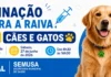 Cacoal realiza vacinação contra raiva para cães e gatos neste sábado