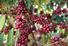 Inscrições abertas para 11º Concurso de Qualidade e Sustentabilidade do Café de Rondônia