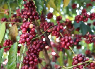 Inscrições abertas para 11º Concurso de Qualidade e Sustentabilidade do Café de Rondônia
