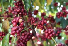 Inscrições para o 11º ConCafé estão abertas até 28 de agosto em Rondônia