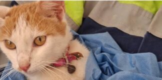Gata é resgatada na Venezuela após 23 dias presa sob escombros de terremoto