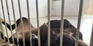 Pitbull Ariel ganha uma nova chance após ser resgatada em estado grave