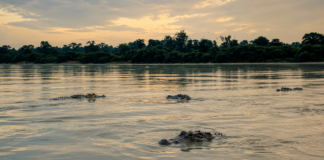 Carne de jacaré avança para nova etapa de reconhecimento geográfico