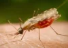 Cientistas da Fiocruz podem produzir vacina completa contra a malária
