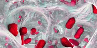 Estudo alerta para transmissão de superbactéria entre pets e humanos