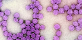 Teste rápido para hepatites B e C fica pronto em até 30 minutos