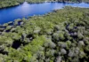Alertas de desmatamento na Amazônia caem 35% em junho de 2026
