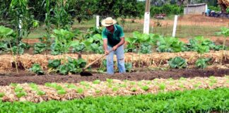 Das mãos da família para a mesa dos porto-velhenses: agricultura familiar transforma vidas e fortalece a economia local