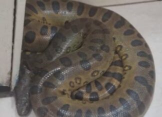 Sucuri é encontrada em banheiro de escola em Porto Velho