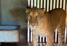 Polícia encontra animal híbrido raríssimo em zoo particular de traficante