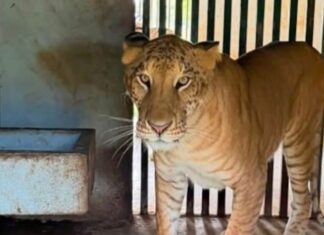 Polícia encontra animal híbrido raríssimo em zoo particular de traficante
