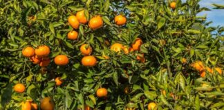 Suco de laranja perde 40% do valor e mercado enfrenta excesso de oferta
