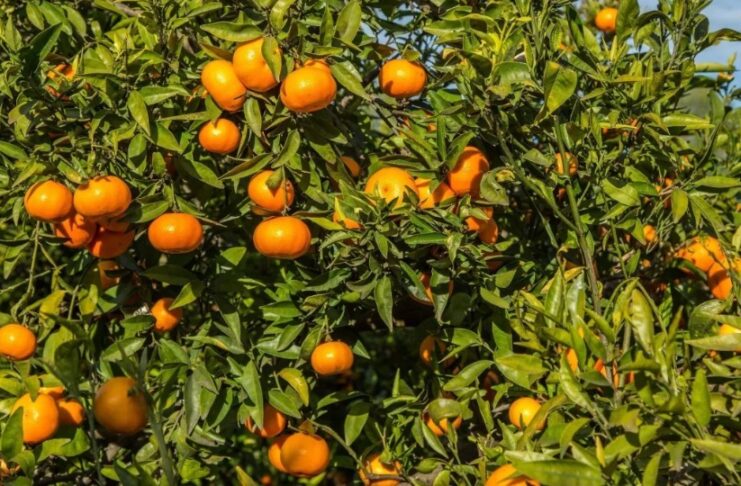 Suco de laranja perde 40% do valor e mercado enfrenta excesso de oferta