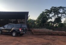 PF combate exploração ilegal de madeira em terras indígenas em Rondônia