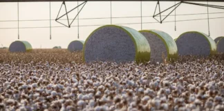 Entenda mudança no mapa que tirou Sorriso do topo da produção agrícola