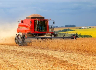CAFÉ DE RONDÔNIA GANHA FORÇA — Safra chega a 2,88 milhões de sacas e crescimento coloca produção estadual em novo patamar